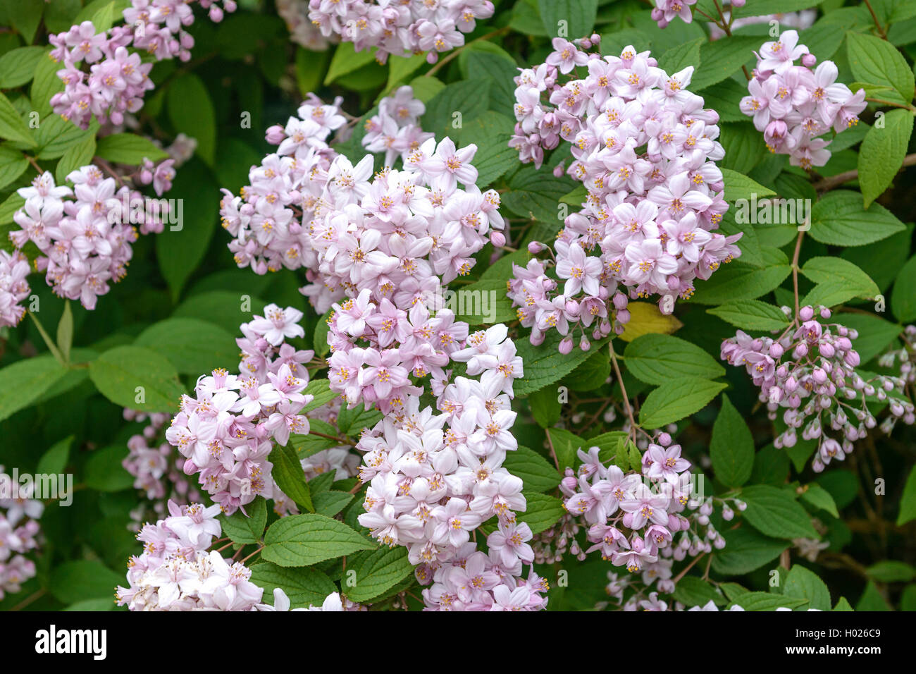 Deutzia (Deutzia x hybrida 'Mont Rose', Deutzia x hybrida Mont Rose, Deutzia 'Mont Rose', Deutzia Mont Rose), cultivar Mont Rose Stock Photo