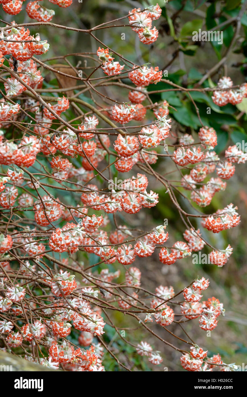 Oriental Paperbush (Edgeworthia chrysantha 'Akebono', Edgeworthia chrysantha Akebono), cultivar Akebono Stock Photo