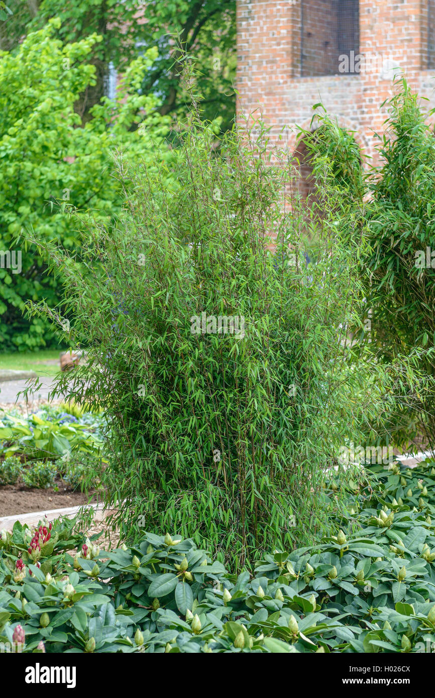 Fargesia Jiuzhaigou (Fargesia 'Jiuzhaigou', Fargesia Jiuzhaigou), cultivar  Jiuzhaigou Stock Photo - Alamy