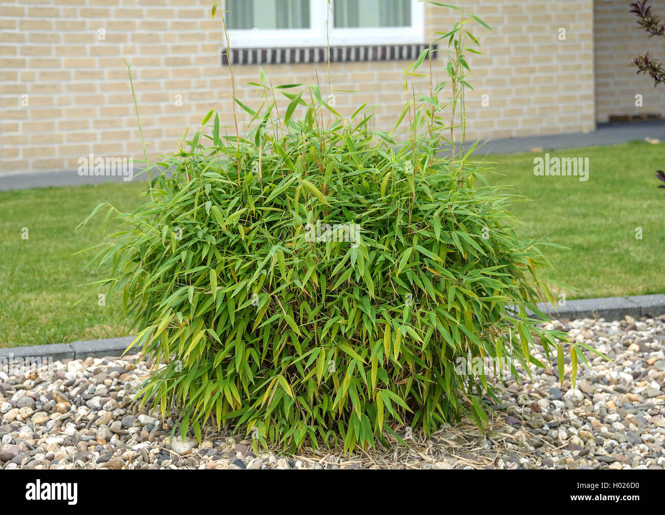bamboo (Fargesia murieliae 'Simba', Fargesia murieliae Simba), cultivar Simba Stock Photo