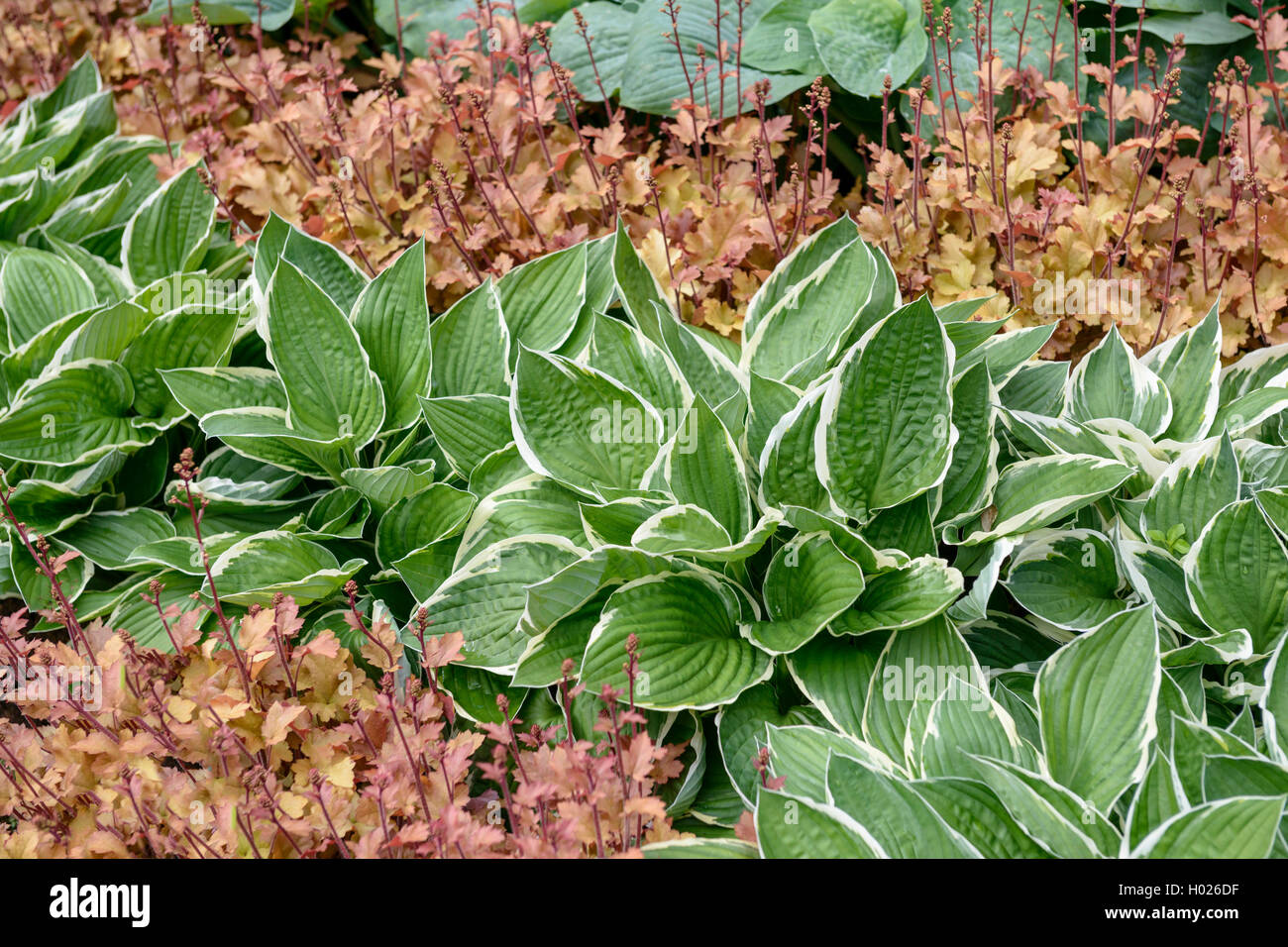 plantain lily (Hosta 'Francee', Hosta Francee), cultivar Francee, Germany, Lower Saxony Stock Photo