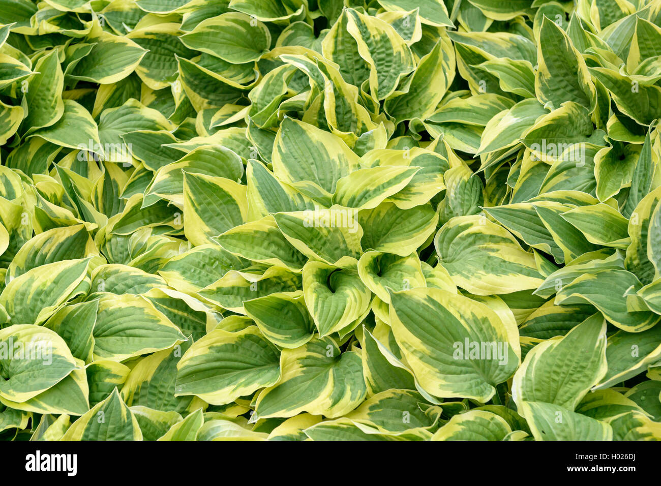 plantain lily (Hosta 'Wide Brim', Hosta Wide Brim), cultivar Wide Brim Stock Photo