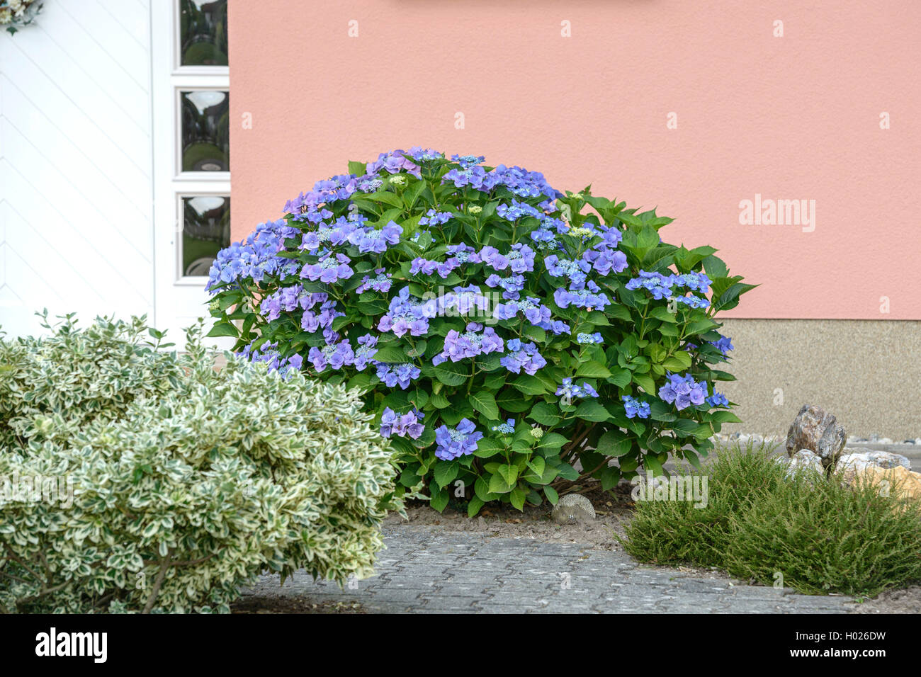 Garden hydrangea, Lace cap hydrangea (Hydrangea macrophylla 'Blaumeise', Hydrangea macrophylla Blaumeise), cultivar Blaumeise, Germany Stock Photo
