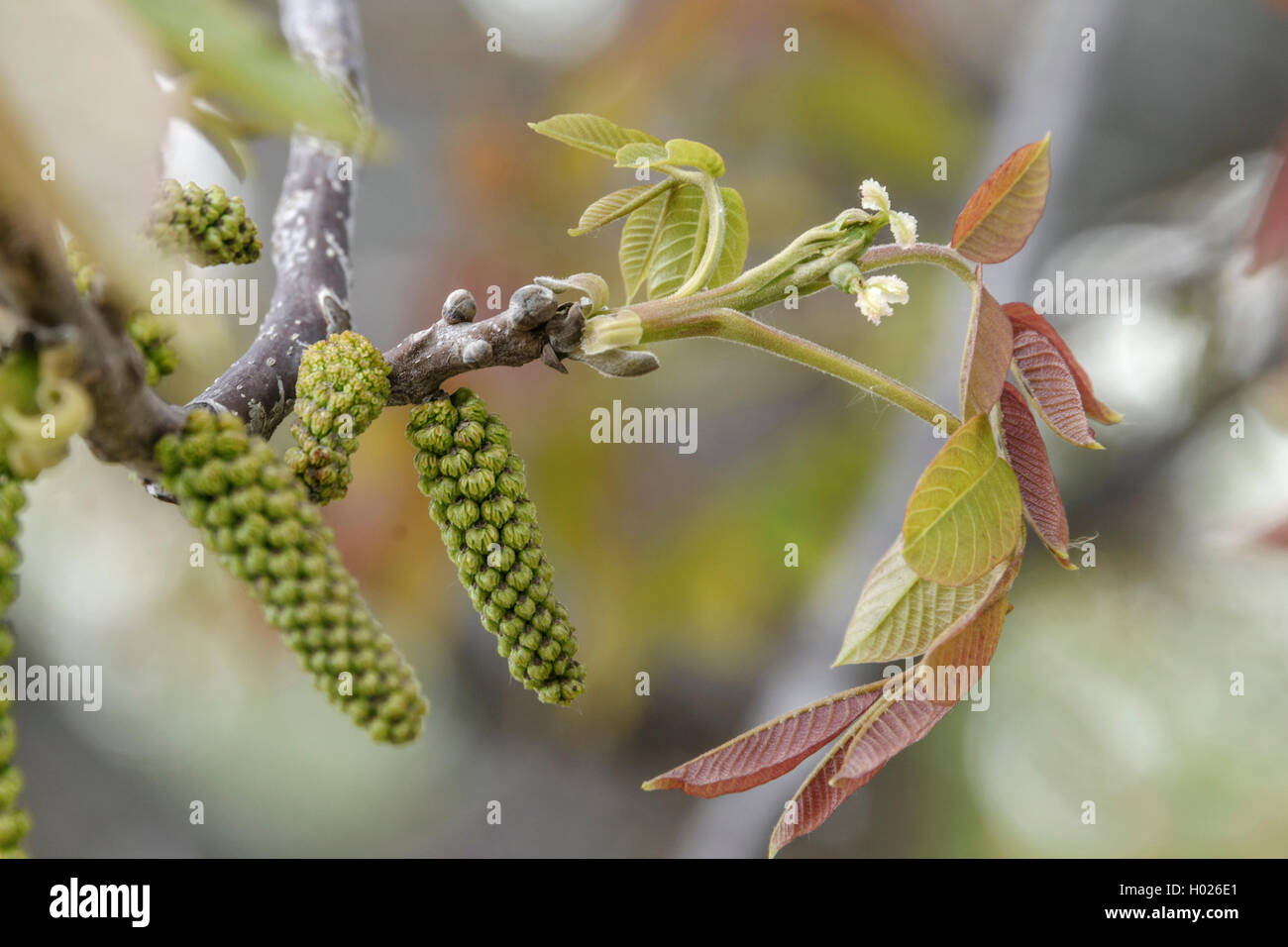 walnut (Juglans regia), blooming branch, Germany Stock Photo