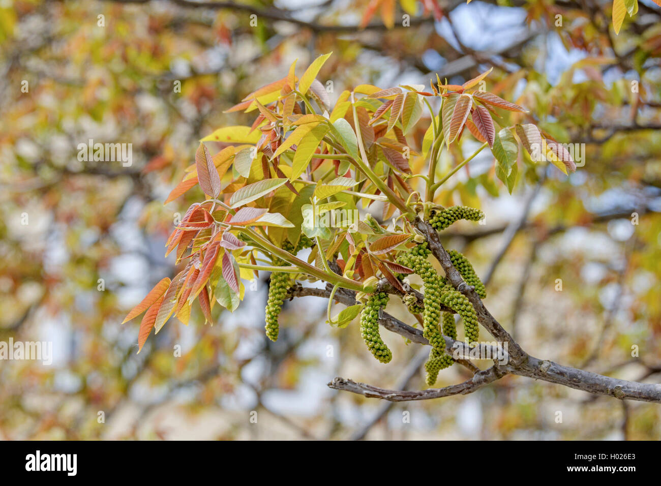 walnut (Juglans regia), blooming branch, Germany Stock Photo
