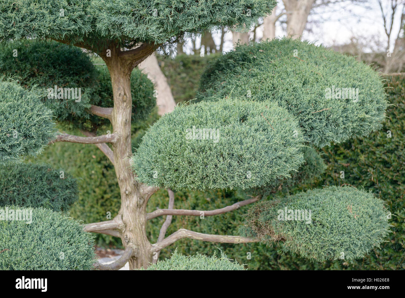 American juniper, eastern red cedar (Juniperus virginiana 'Hetz', Juniperus virginiana Hetz), cultivar Hetz Stock Photo