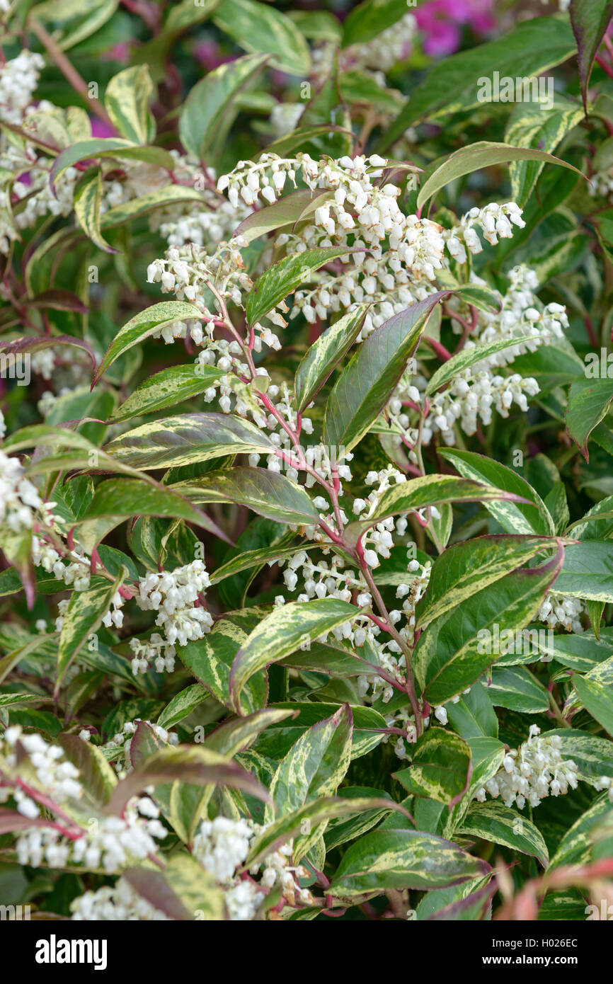 Drooping leucothoe, Fetter bush, Drooping Fetterbush (Leucothoe fontanesiana 'Rainbow', Leucothoe fontanesiana Rainbow), cultivar Rainbow, blooming, Germany, Lower Saxony Stock Photo