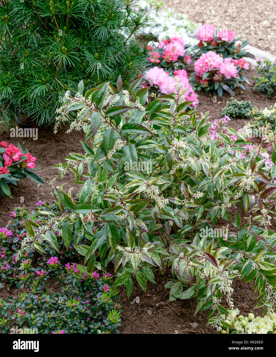 Drooping leucothoe, Fetter bush, Drooping Fetterbush (Leucothoe fontanesiana 'Rainbow', Leucothoe fontanesiana Rainbow), cultivar Rainbow, blooming Stock Photo