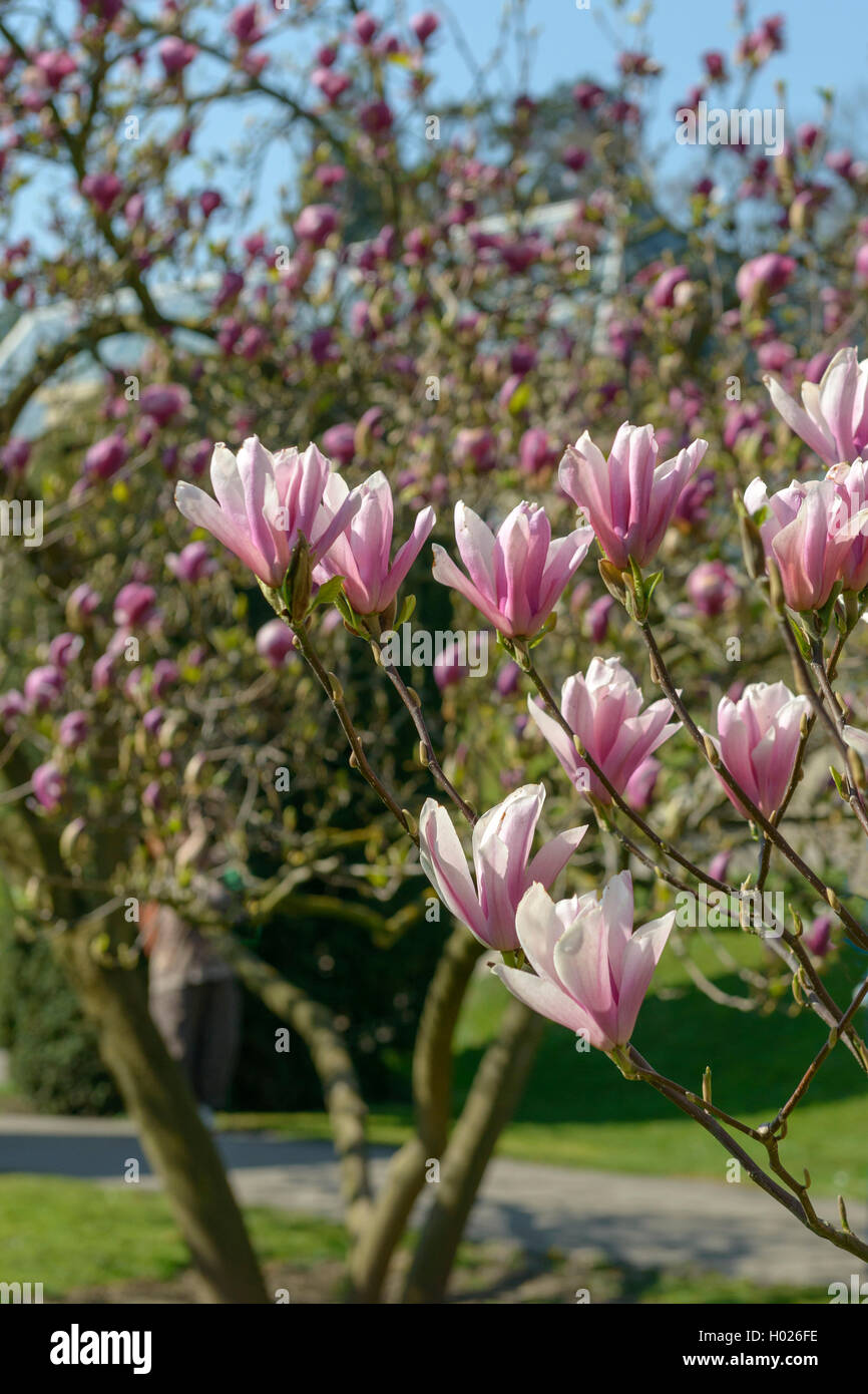 magnolia (Magnolia 'Heaven Scent', Magnolia Heaven Scent), cultivar Heaven Scent Stock Photo