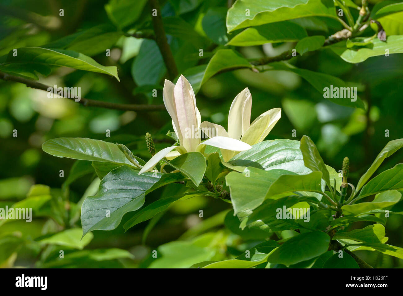 magnolia (Magnolia 'Solar Flair', Magnolia Solar Flair), cultivar Solar Flair Stock Photo