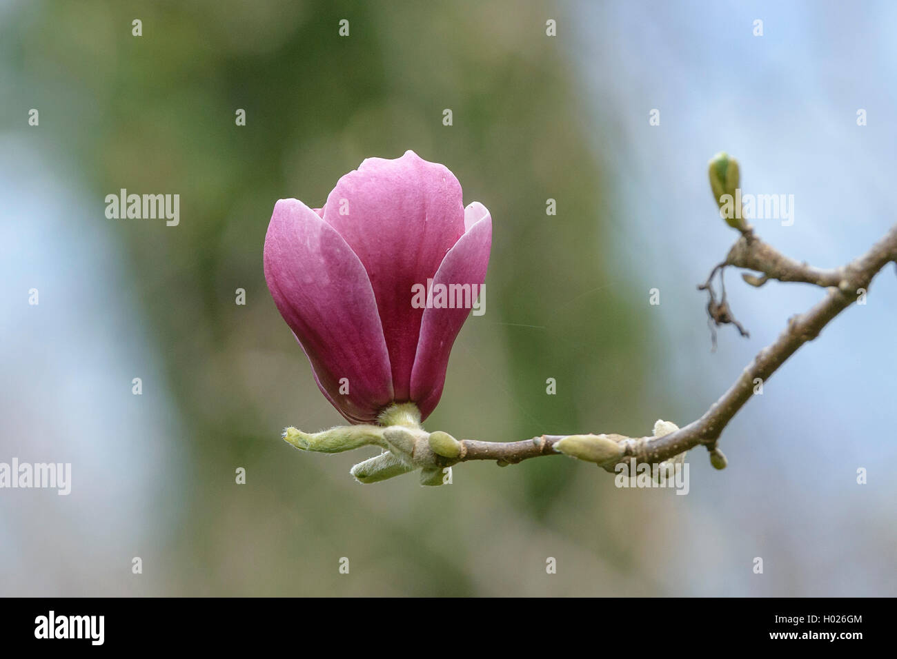 magnolia (Magnolia 'Pickard's Garnet', Magnolia Pickard's Garnet), cultivar Pickard's Garnet Stock Photo