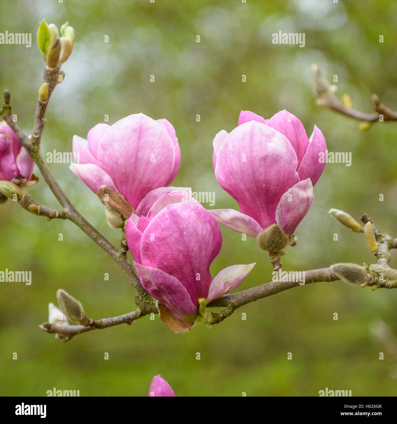 magnolia (Magnolia 'Rustica Rubra', Magnolia Rustica Rubra), cultivar Rustica Rubra Stock Photo