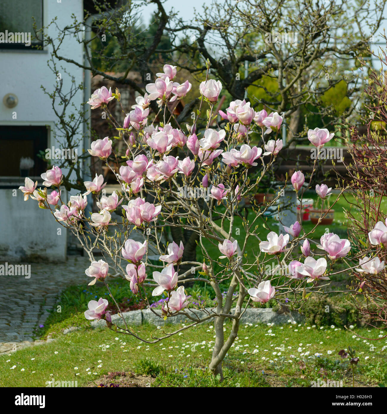 saucer magnolia (Magnolia x soulangiana, Magnolia soulangiana, Magnolia x soulangeana, Magnolia soulangeana), blooming Stock Photo