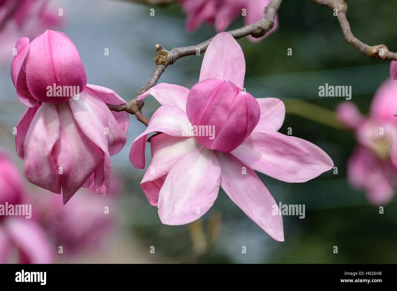 magnolia (Magnolia campbellii 'Darjeeling', Magnolia campbellii Darjeeling), cultivar Darjeeling Stock Photo