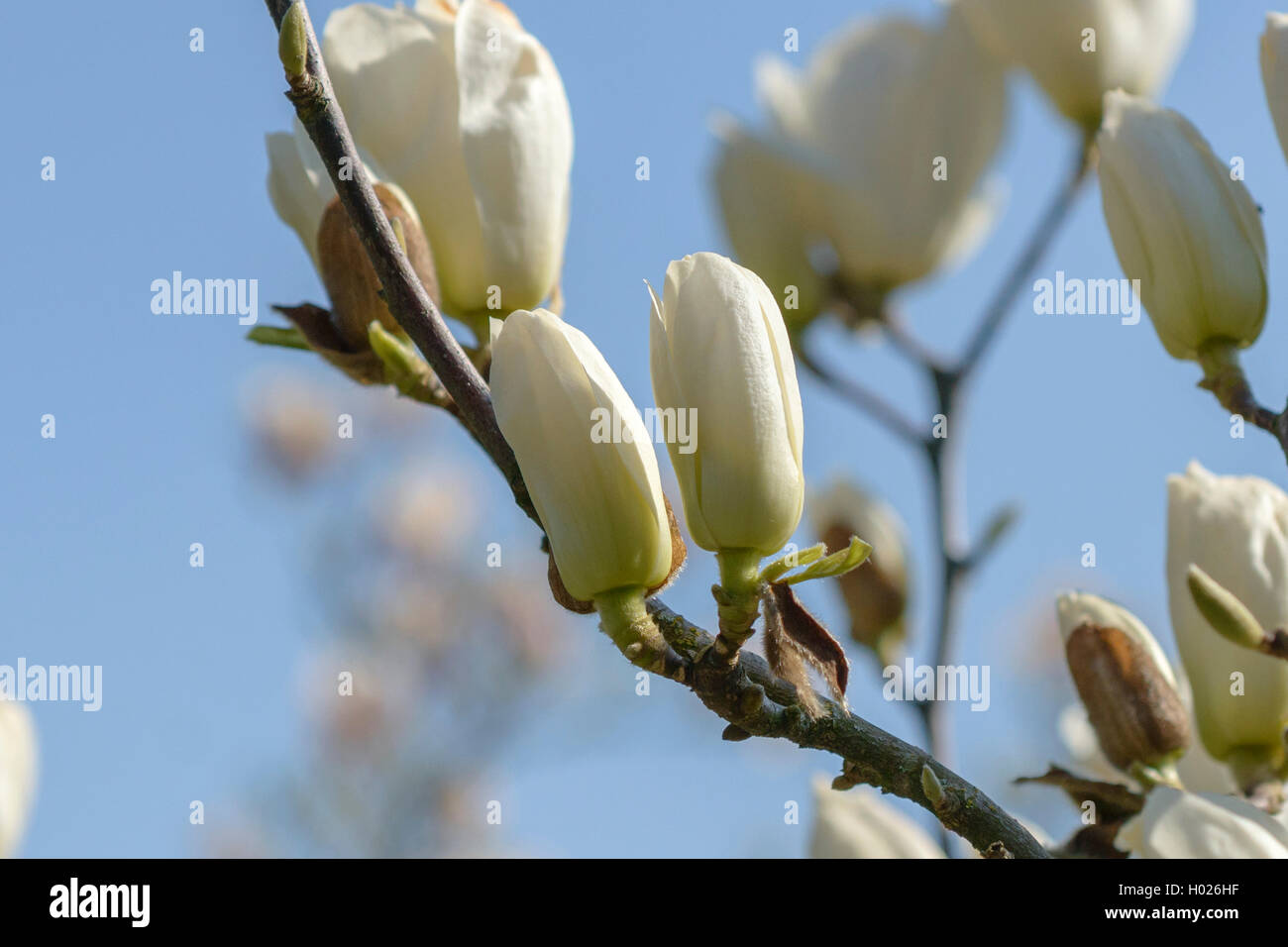 Lily Tree, Yulan (Magnolia denudata), buds Stock Photo