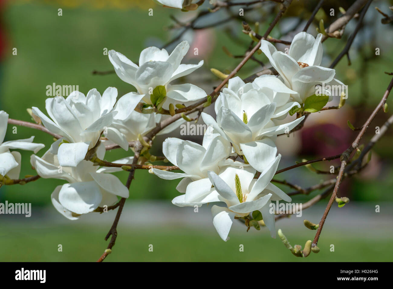 Lily Tree, Yulan (Magnolia denudata), blooming Stock Photo