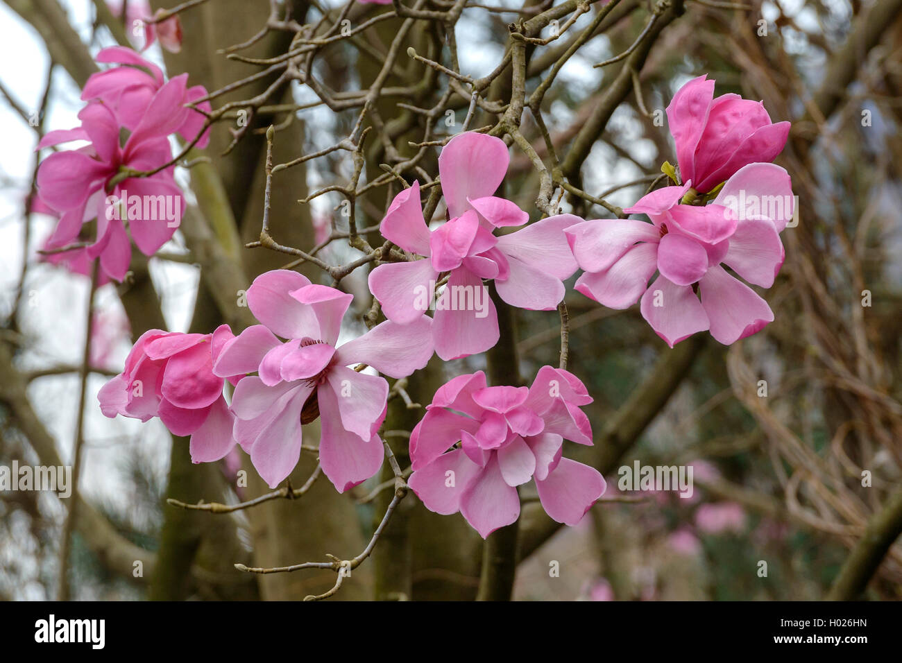 magnolia (Magnolia sprengeri var. diva, Magnolia sprengeri diva), var. diva Stock Photo