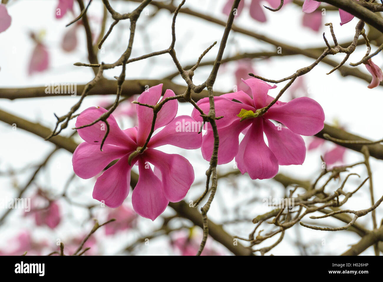 magnolia (Magnolia sprengeri var. diva, Magnolia sprengeri diva), var. diva Stock Photo