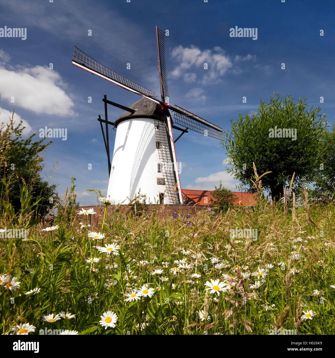 Braunsmuehle, Wahrzeichen von Buettgen, Deutschland, Nordrhein-Westfalen, Niederrhein, Kaarst | Dutch windmill type, landmark of Stock Photo