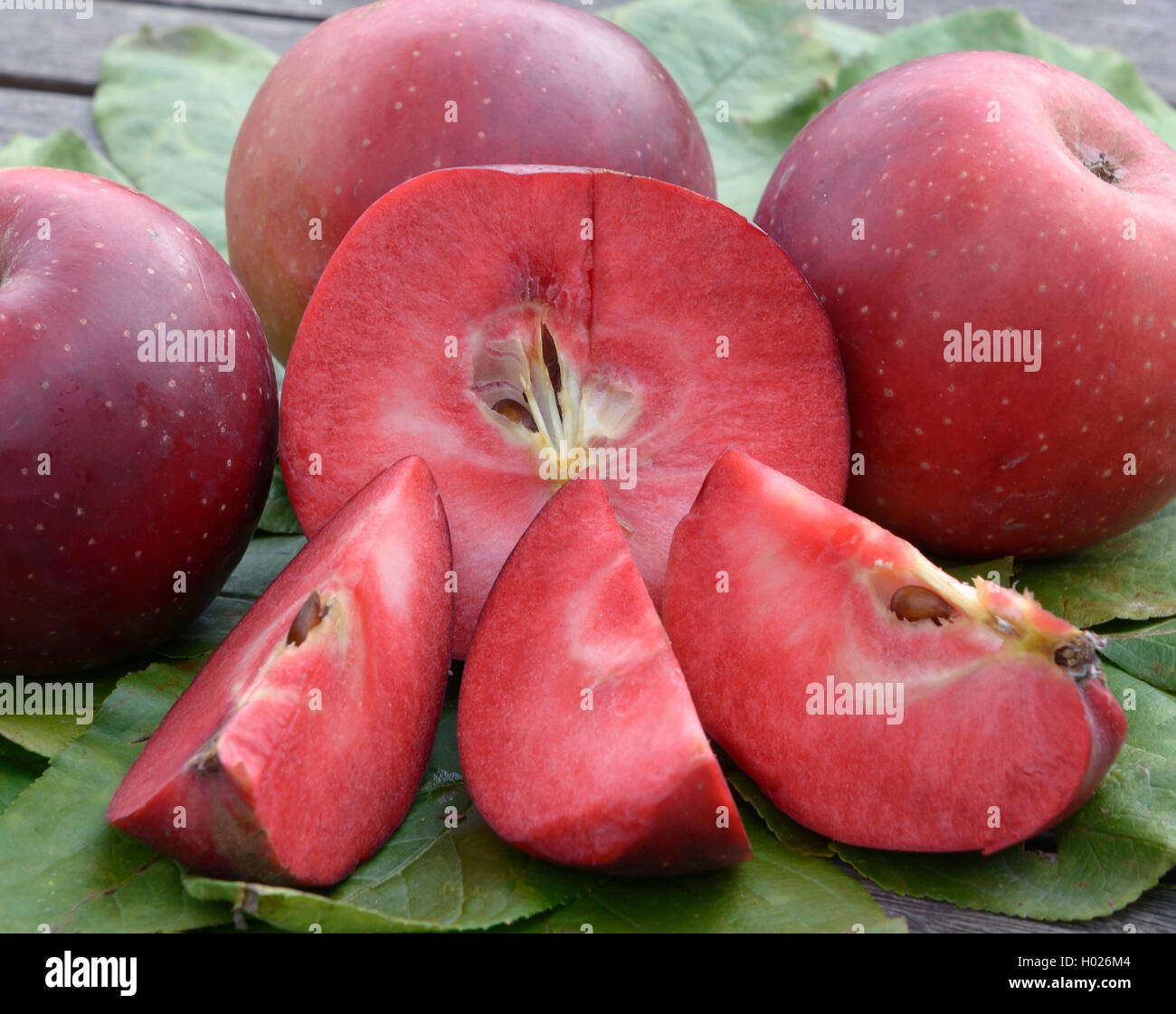 apple (Malus domestica 'Baya Marisa', Malus domestica Baya Marisa), cultivar Baya Marisa Stock Photo