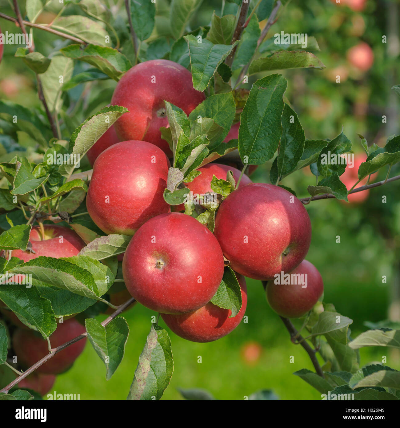 apple (Malus domestica 'Idared', Malus domestica Idared), cultivar Idared Stock Photo
