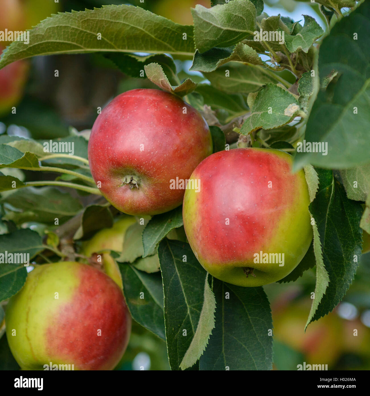 apple (Malus domestica 'Suncats', Malus domestica Suncats), cultivar Suncats Stock Photo