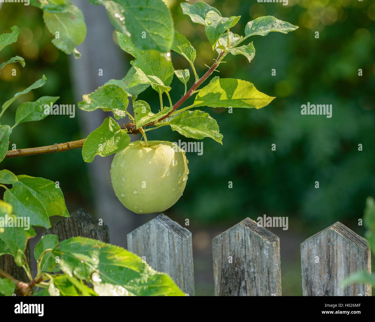 apple (Malus domestica 'Luna', Malus domestica Luna), cultivar Luna Stock Photo