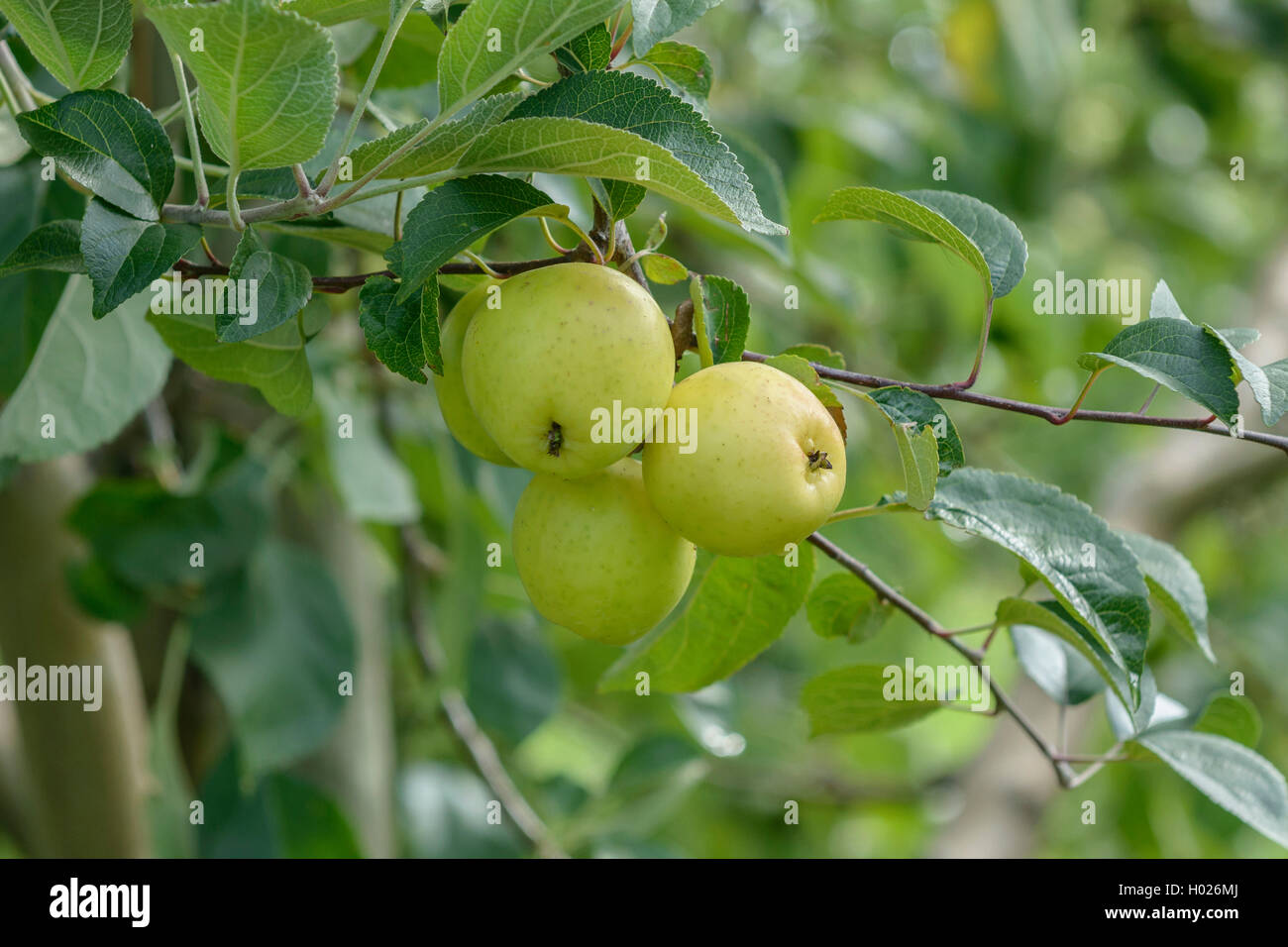 crab apple, wild crab (Malus sylvestris), mature appels on a tree, Germany Stock Photo