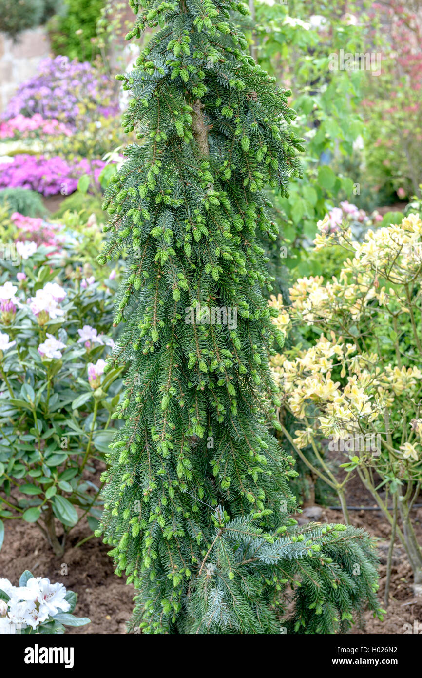Serbian Spruce (Picea omorika 'Pendula Bruns', Picea omorika Pendula Bruns), cultivar Pendula Bruns, Germany, Lower Saxony Stock Photo