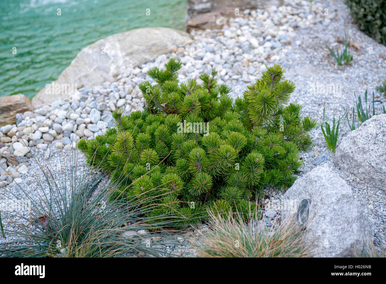 Mountain pine, Mugo pine (Pinus mugo var. pumilio, Pinus pumilio), in a rock garden Stock Photo