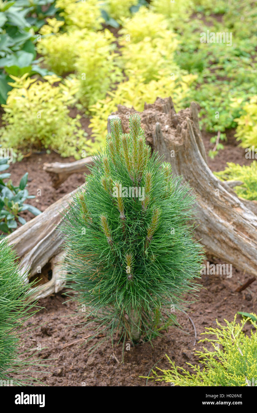 European black pine, Austrian pine, Black Pine, Corsican Pine (Pinus nigra 'Green Tower', Pinus nigra Green Tower), cultivar Green Tower, Germany, Lower Saxony Stock Photo