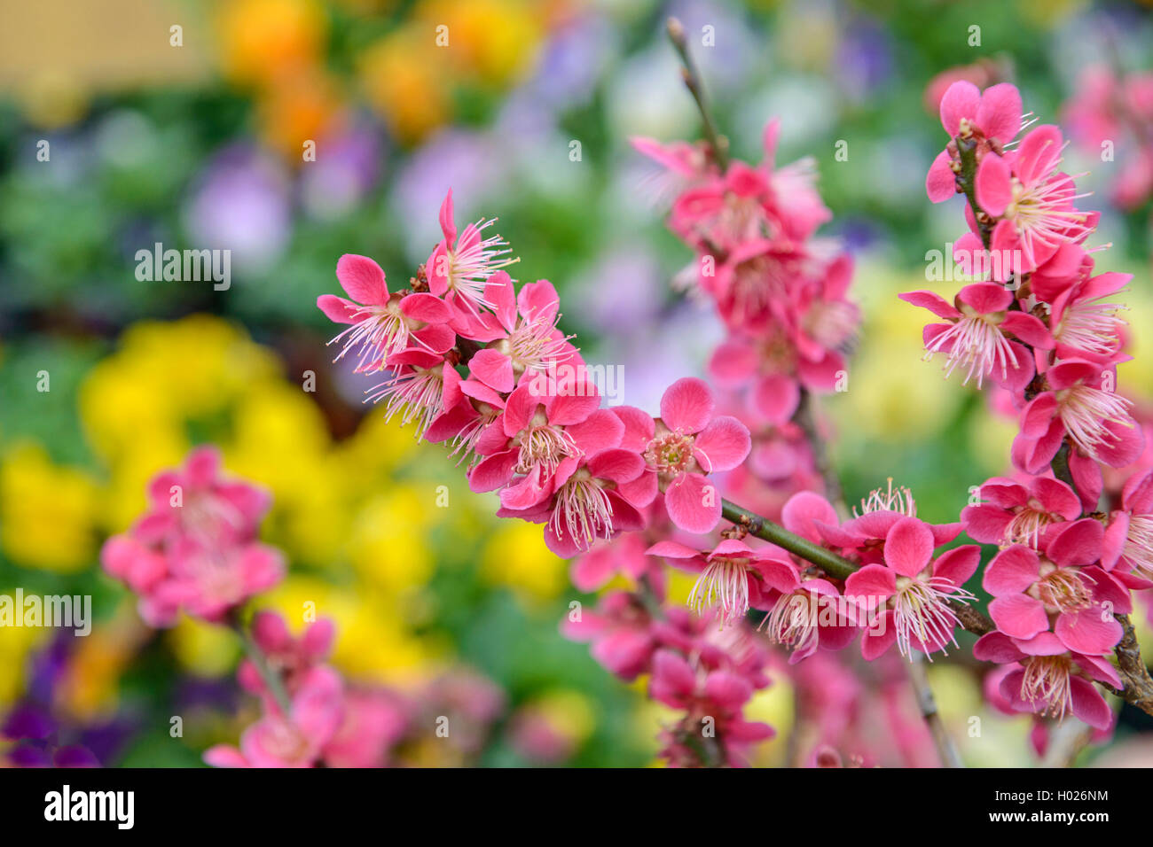 Japanese Apricot  (Prunus mume 'Beni-chi-dori', Prunus mume Beni-chi-dori), cultivar Beni-chi-dori Stock Photo