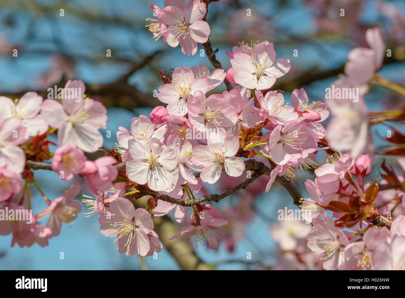Sargent Cherry, Sargent's Cherry (Prunus sargentii), blooming Stock Photo