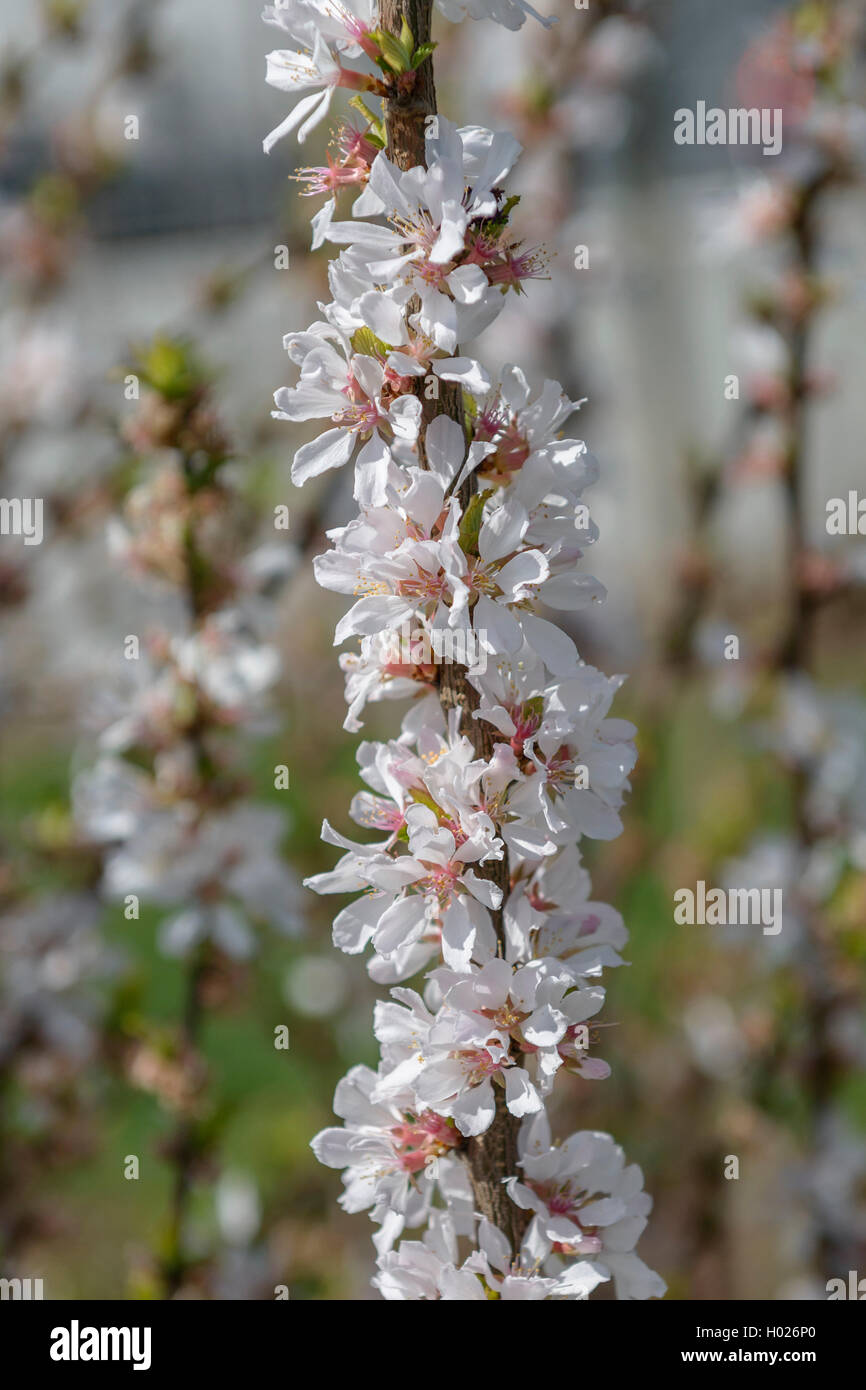 nanking cherry (Prunus tomentosa 'Orient', Prunus tomentosa Orient), cultivar Orient Stock Photo