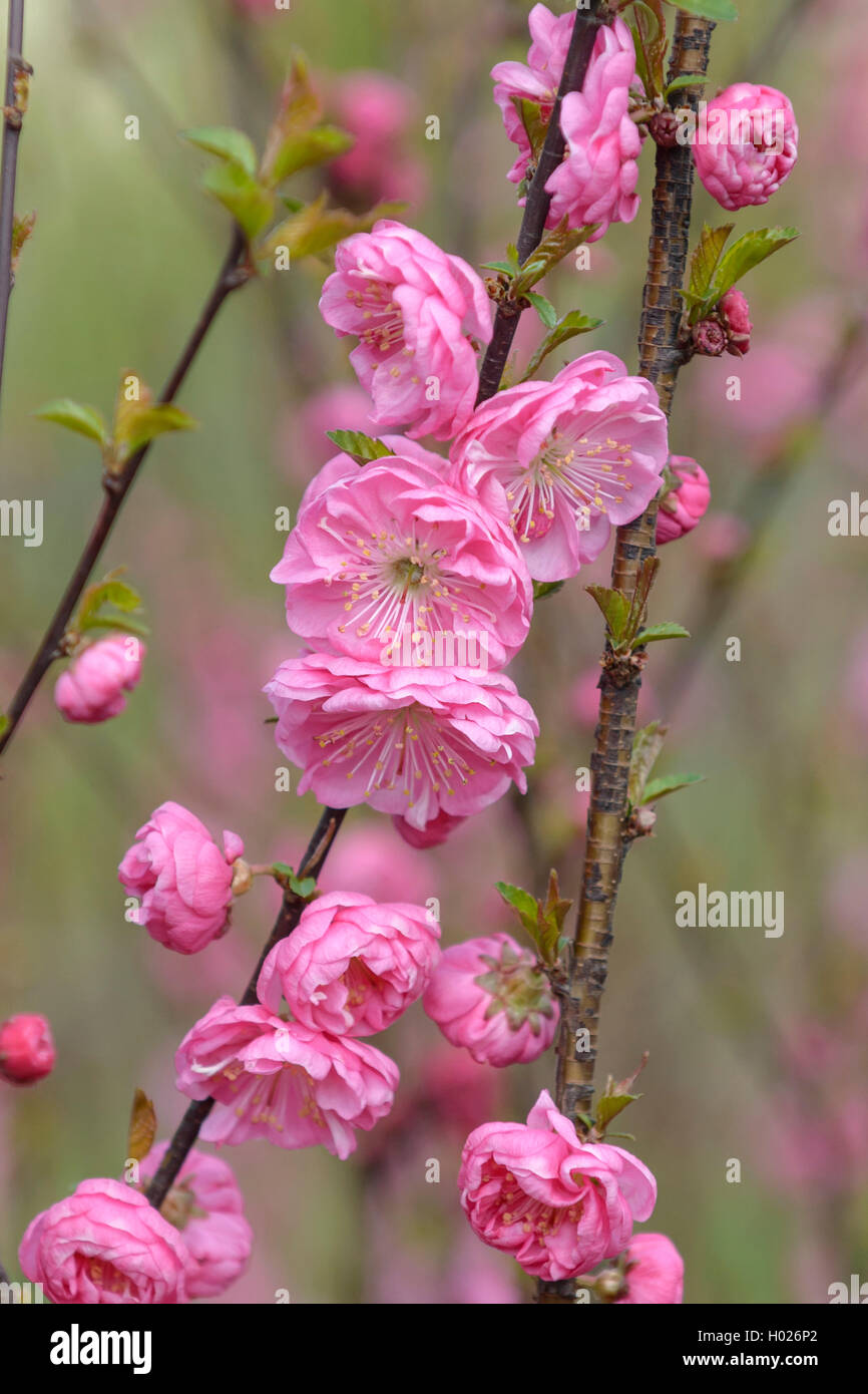 Flowering almond (Prunus triloba 'Rosenmund', Prunus triloba Rosenmund), cultivar Rosenmund Stock Photo