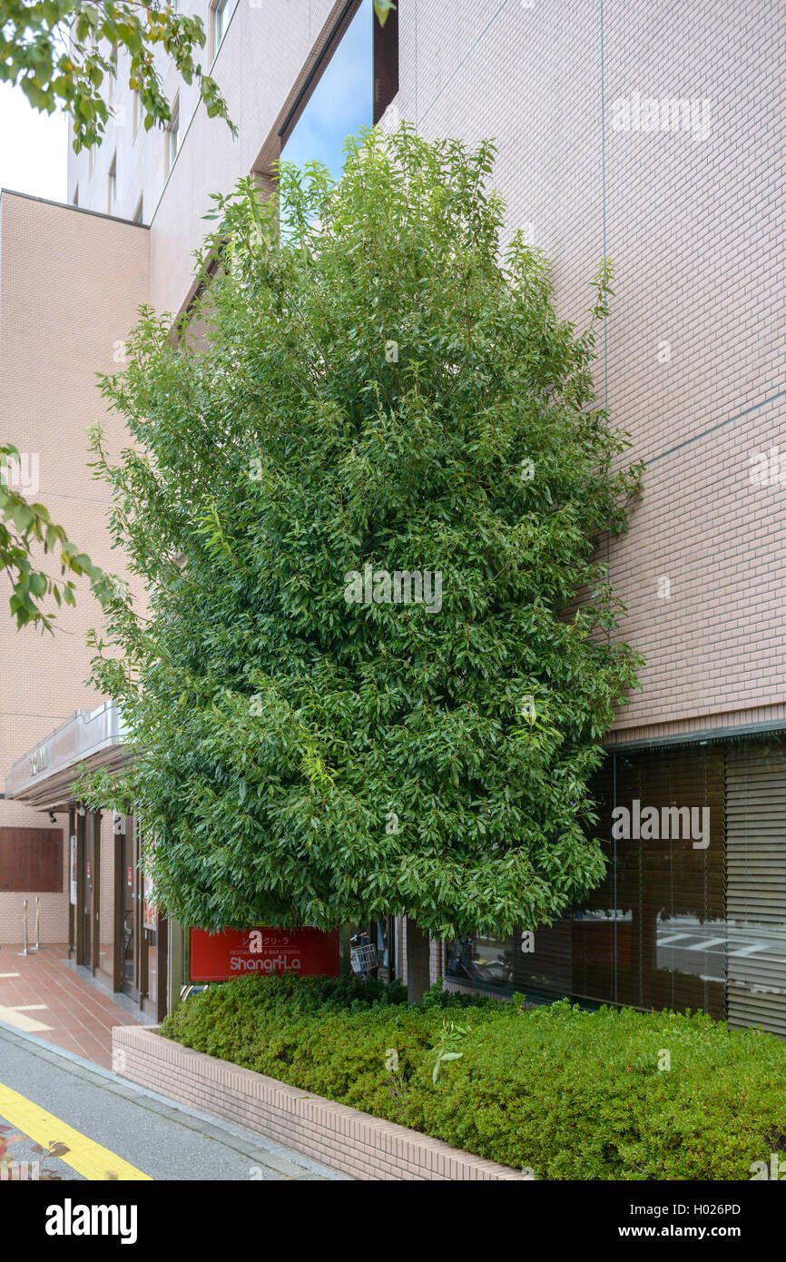 Bamboo-leaf oak, Chinese evergreen oak, Chinese ring-cupped oak (Quercus myrsinifolia), single tree in front of a house, Japan, Honshu, Matsumoto Stock Photo
