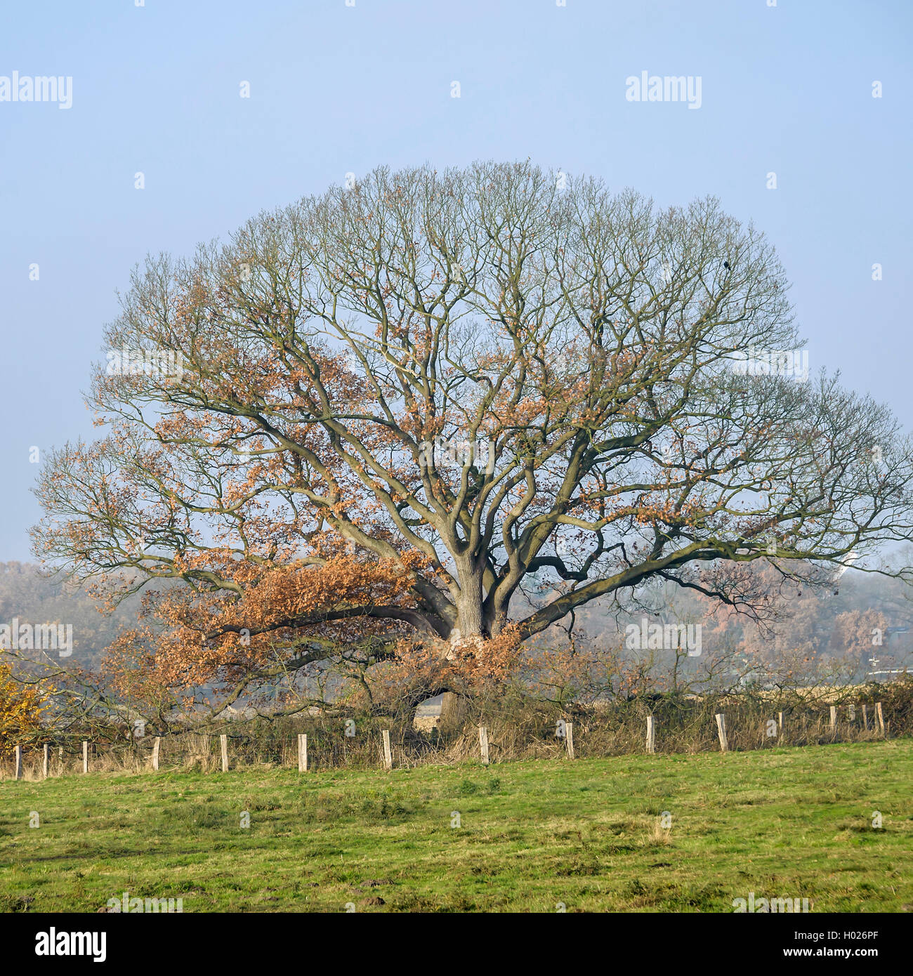 Sessile oak (Quercus petraea), the Mackensen-Eiche in Worpswede, Germany, Lower Saxony, Worpswede Stock Photo