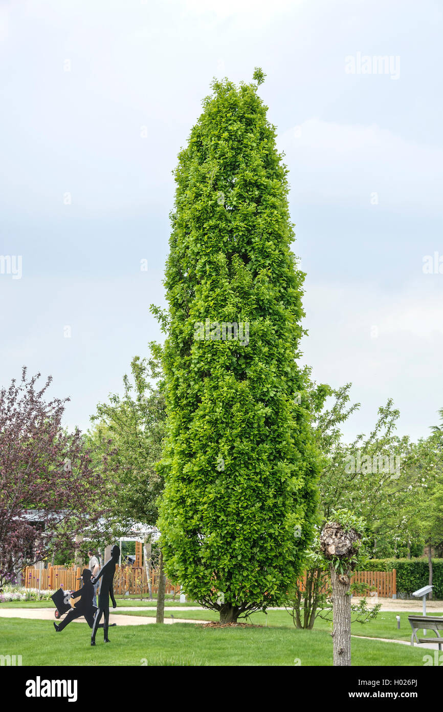 common oak, pedunculate oak, English oak (Quercus robur 'Fastigiata', Quercus robur Fastigiata), cultivar Fastigiata, Germany Stock Photo