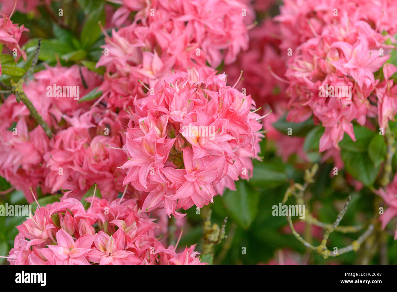 Knaphill azalea (Rhododendron 'Homebush', Rhododendron Homebush), cultivar Homebush, Germany, Lower Saxony Stock Photo