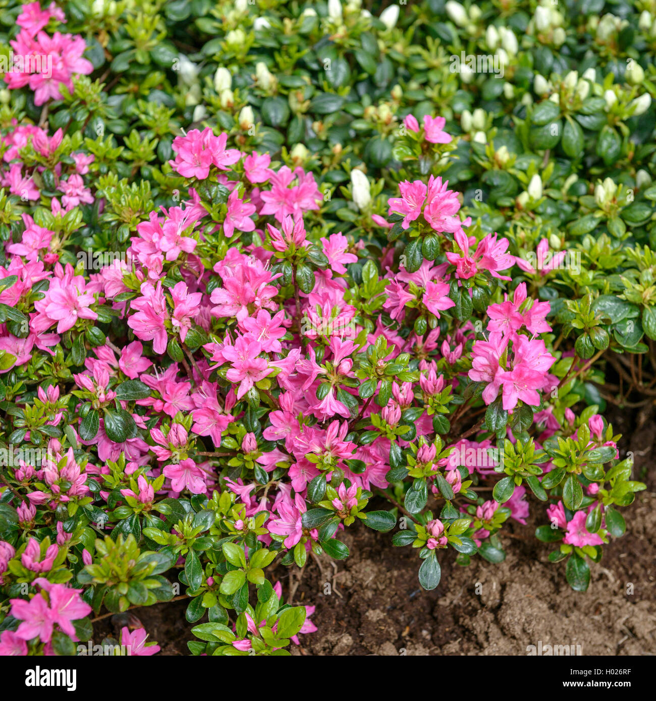 Japanese Azalea (Rhododendron 'Kermesina', Rhododendron Kermesina), cultivar Kermesina Stock Photo