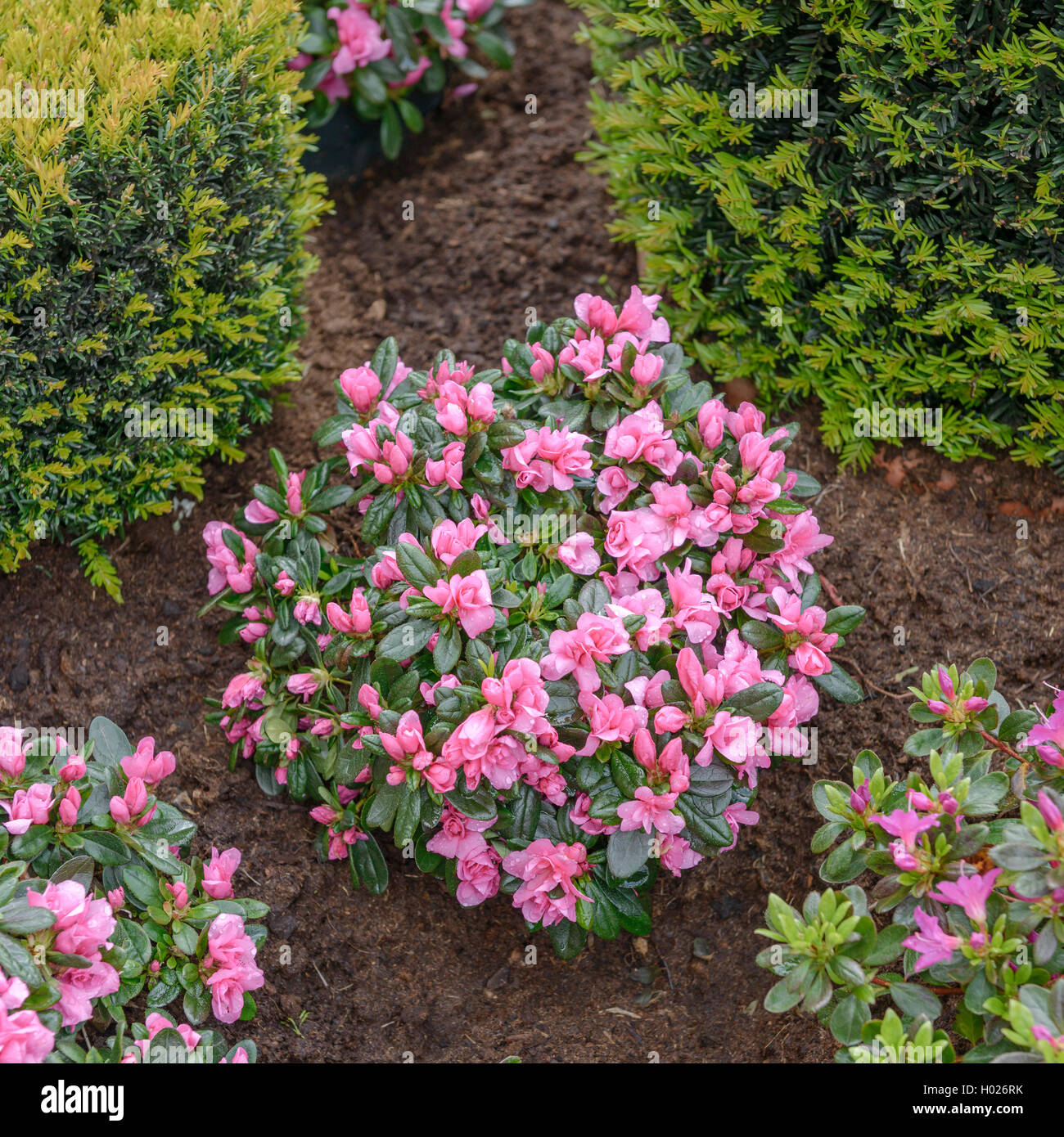 Japanese Azalea (Rhododendron 'Melina', Rhododendron Melina), cultivar Melina Stock Photo