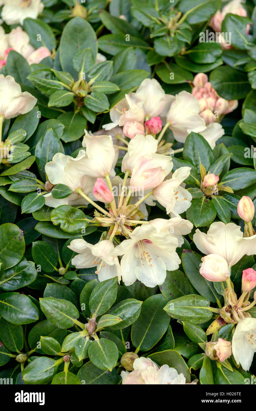 Yakushimanum Rhododendron (Rhododendron yakushimanum 'Volker', Rhododendron yakushimanum Volker), cultivar Volker, Germany, Lower Saxony Stock Photo