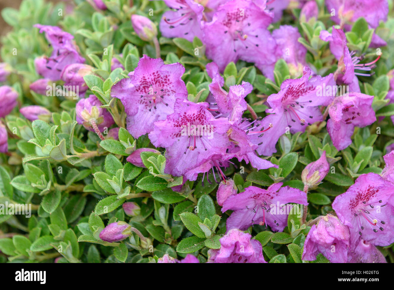 Rhododendron (Rhododendron calostrotum subsp keleticum), blooming Stock Photo