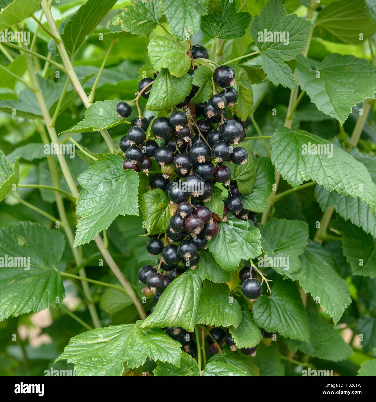 European black currant (Ribes nigrum 'Ben Tron', Ribes nigrum Ben Tron), cultivar Ben Tron, Germany, Saxony Stock Photo