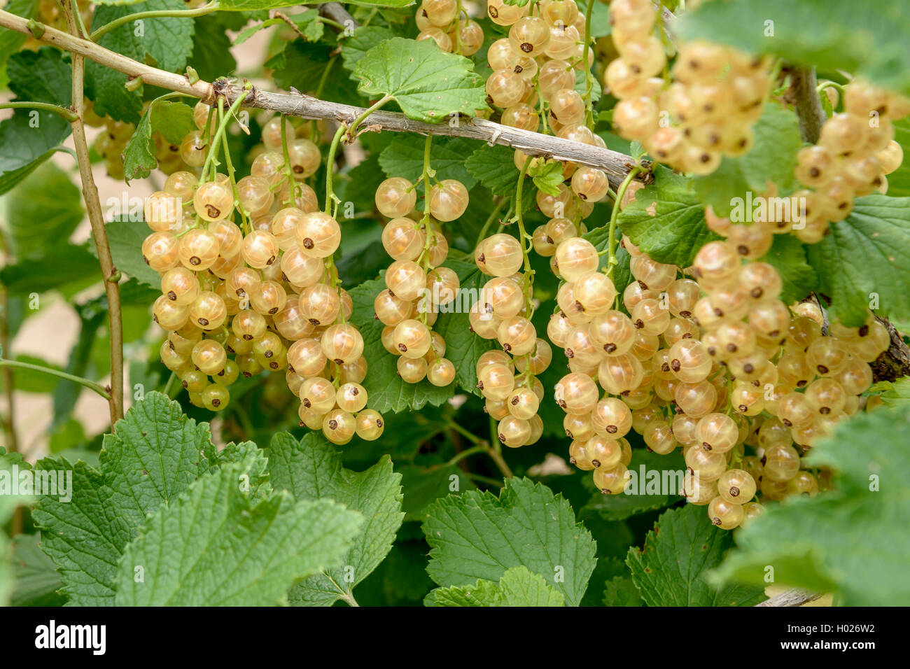 northern red currant (Ribes rubrum 'Werdavia', Ribes rubrum Werdavia), cultivar Werdavia Stock Photo