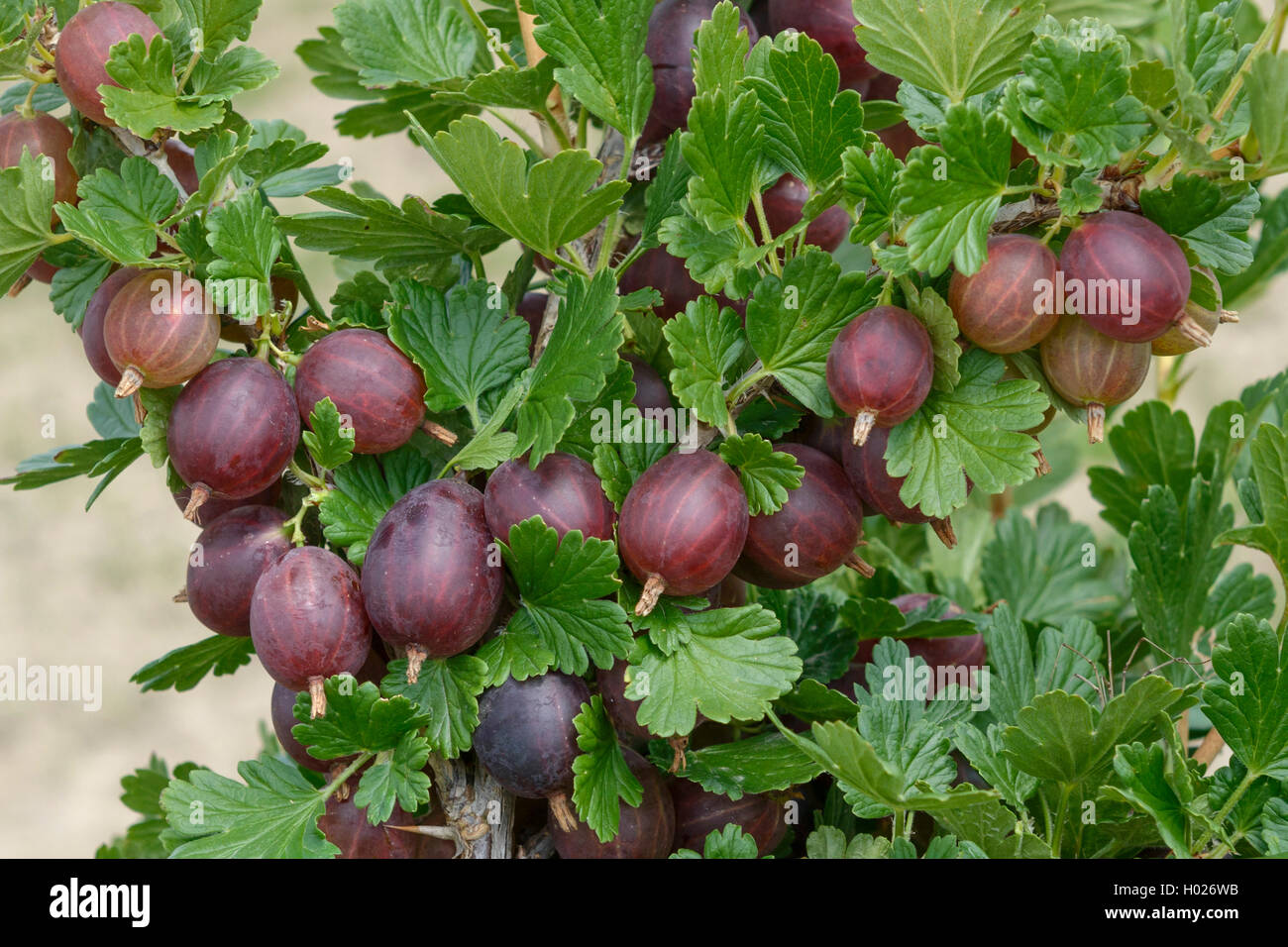 wild gooseberry, European gooseberry (Ribes uva-crispa 'Hinnonmaeki Rot', Ribes uva-crispa Hinnonmaeki Rot), cultivar Hinnonmaeki Rot, Germany, Saxony Stock Photo