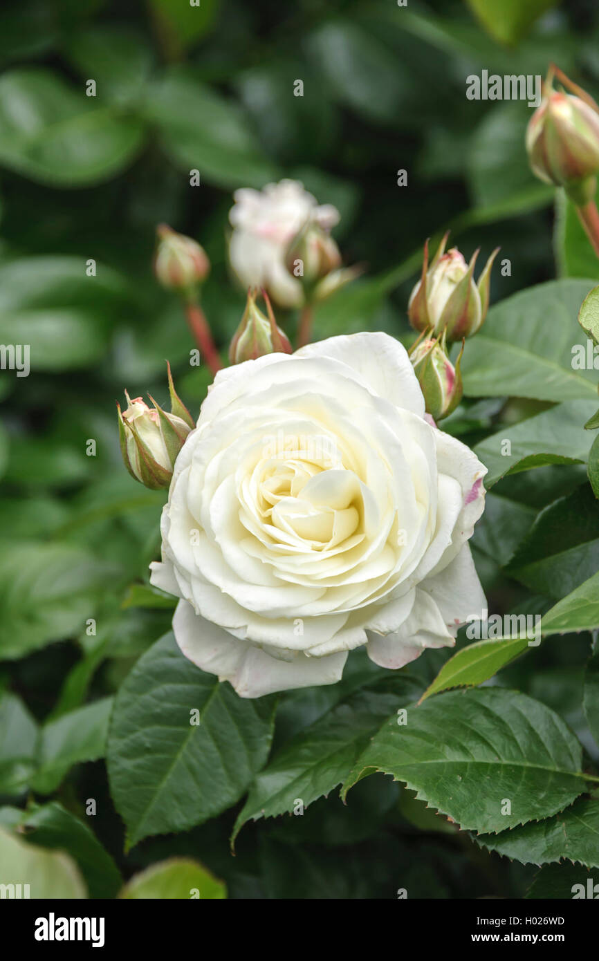 ornamental rose (Rosa 'Alabaster', Rosa Alabaster), cultivar Alabaster Stock Photo