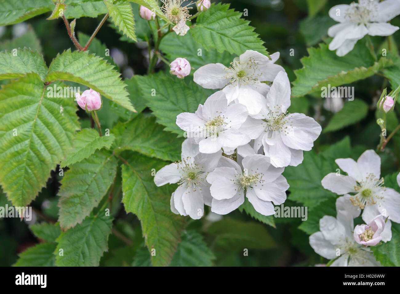 Arkansas blackberry (Rubus fruticosus 'Navaho', Rubus fruticosus Navaho), blooming, cultivar Navaho, Germany, Saxony Stock Photo