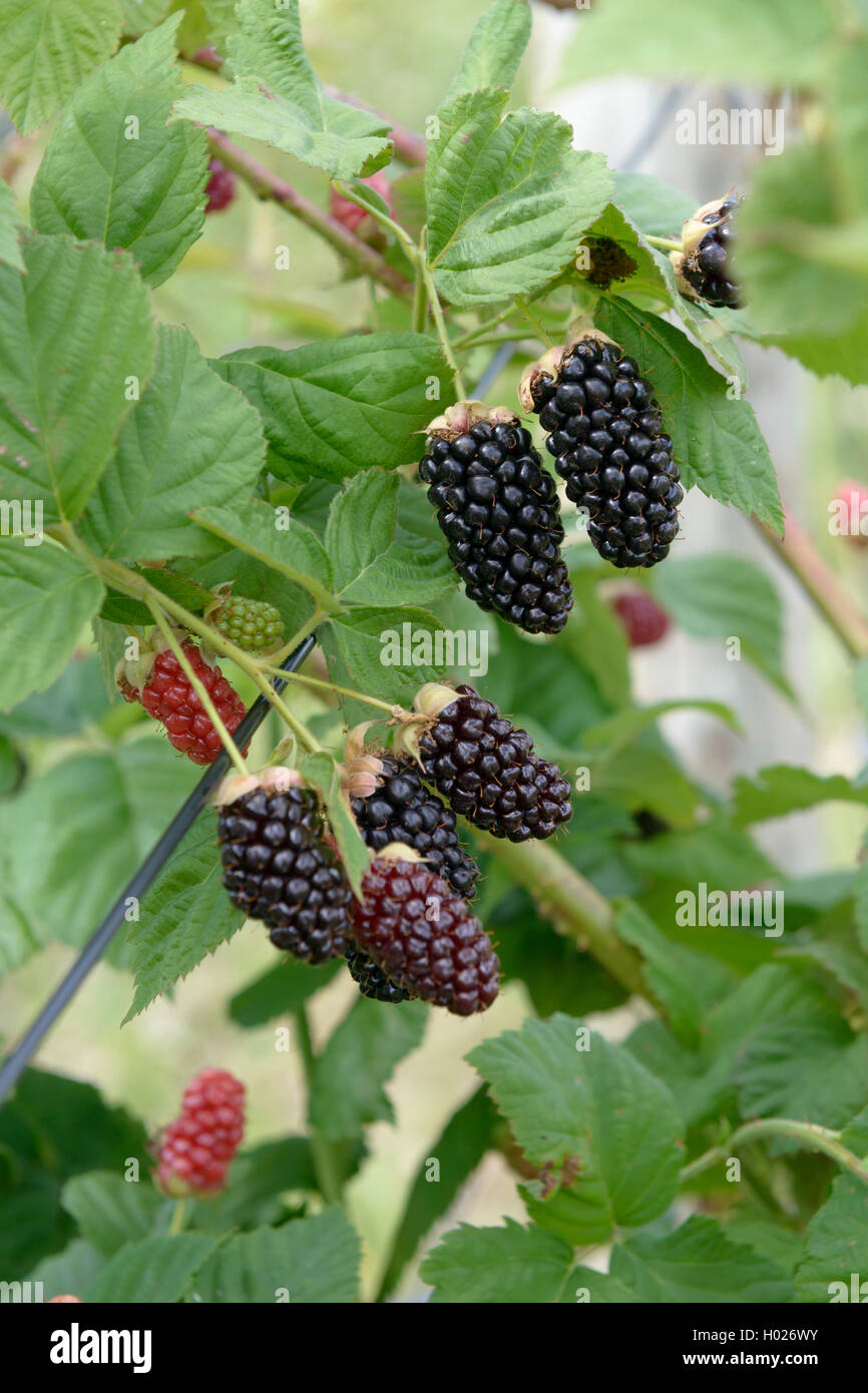 shrubby blackberry (Rubus fruticosus 'Ollalie', Rubus fruticosus Ollalie), cultivar Ollalie Stock Photo