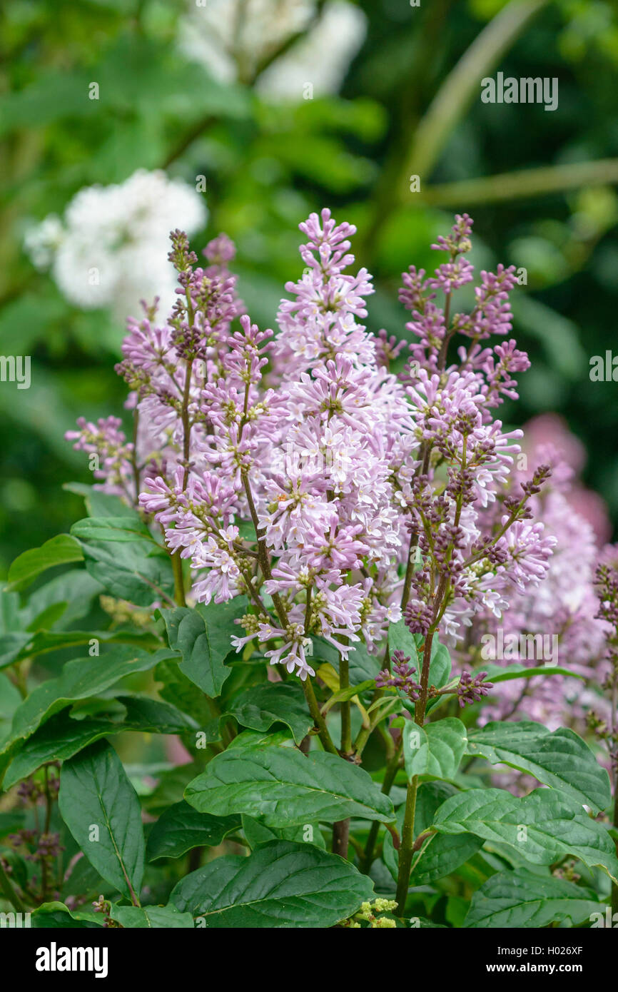 Preston lilac (Syringa prestoniae 'Minuet', Syringa prestoniae Minuet), cultivar Minuet Stock Photo